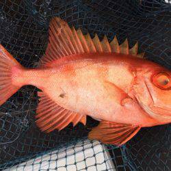 第二龍勢丸 釣果