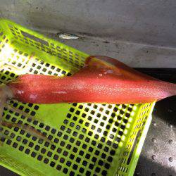 第二龍勢丸 釣果