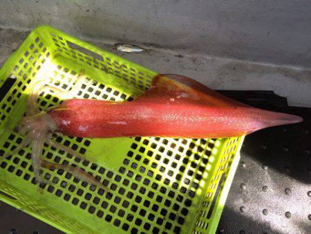 第二龍勢丸 釣果