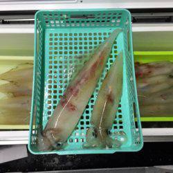 第二龍勢丸 釣果