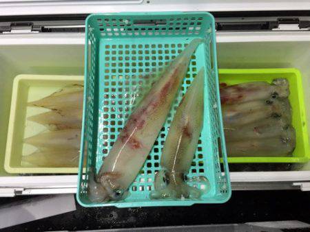 第二龍勢丸 釣果