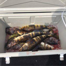 第二 つれたか丸 釣果