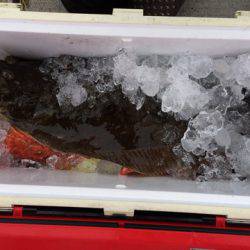 第二龍勢丸 釣果