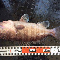 第二龍勢丸 釣果