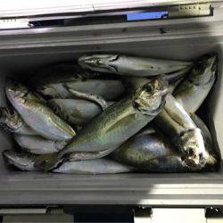 ヤザワ渡船 釣果