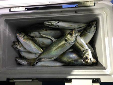 ヤザワ渡船 釣果