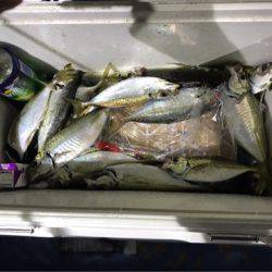 ヤザワ渡船 釣果