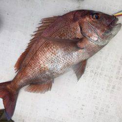 「LaGooN」蒼陽丸 日和号 釣果