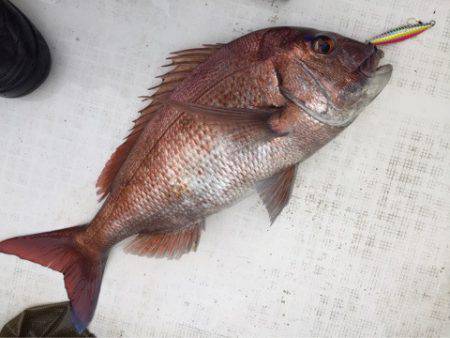 「LaGooN」蒼陽丸 日和号 釣果