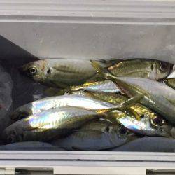 ヤザワ渡船 釣果