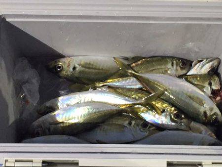 ヤザワ渡船 釣果