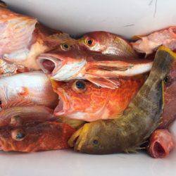 第二龍勢丸 釣果