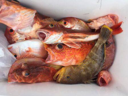 第二龍勢丸 釣果