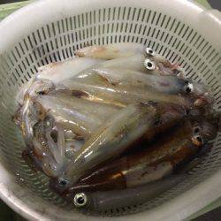 ＴＡＲＯＭＡＲＵ 釣果