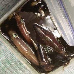 ＴＡＲＯＭＡＲＵ 釣果