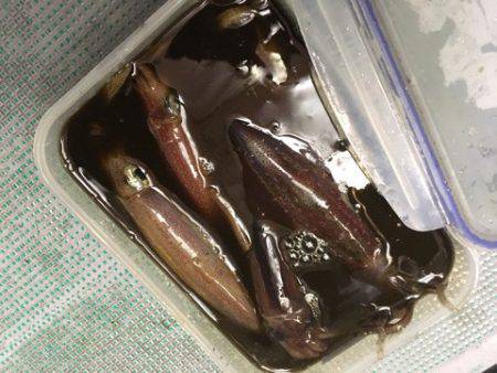 ＴＡＲＯＭＡＲＵ 釣果