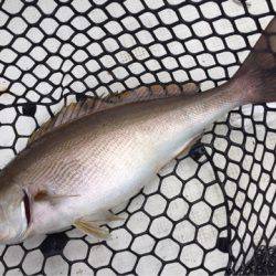 「LaGooN」蒼陽丸 日和号　 釣果