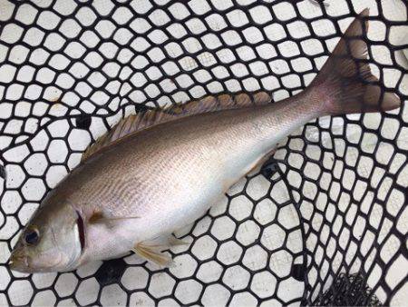 「LaGooN」蒼陽丸 日和号　 釣果