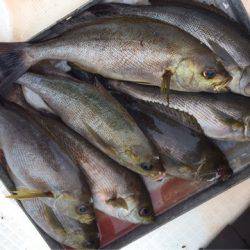 「LaGooN」蒼陽丸 日和号　 釣果