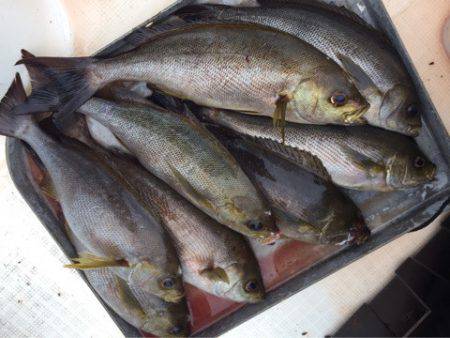 「LaGooN」蒼陽丸 日和号　 釣果