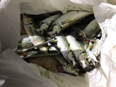 ヤザワ渡船 釣果