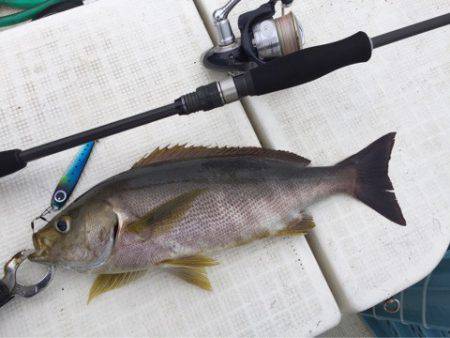 「LaGooN」蒼陽丸 日和号　 釣果