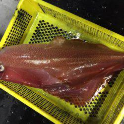 第二龍勢丸 釣果