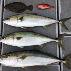 SeaRide(シーライド) 釣果