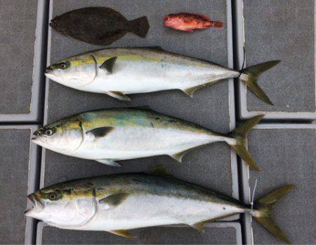 SeaRide(シーライド) 釣果