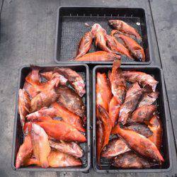 渡船屋たにぐち 釣果