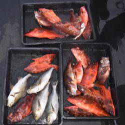 渡船屋たにぐち 釣果