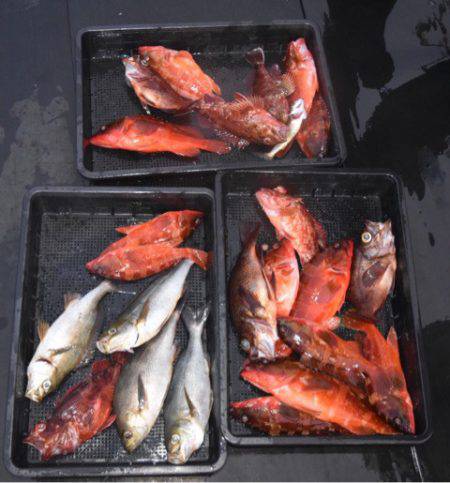 渡船屋たにぐち 釣果