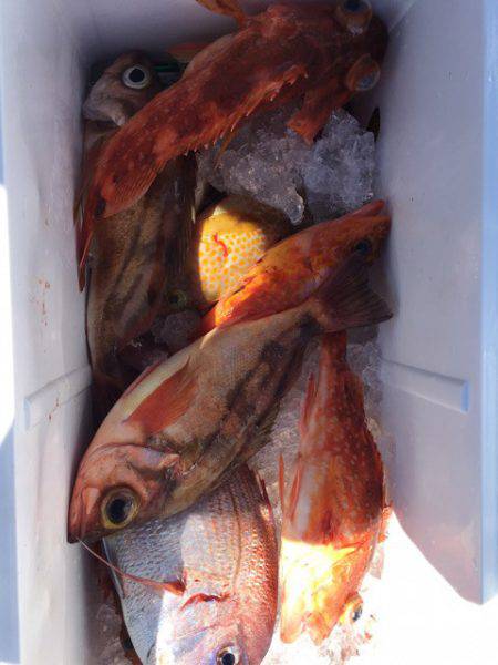 第二龍勢丸 釣果