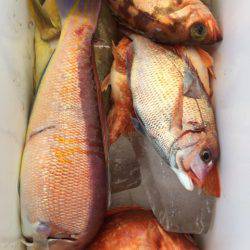 第二龍勢丸 釣果