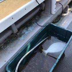 シーランチ 釣果