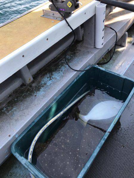 シーランチ 釣果