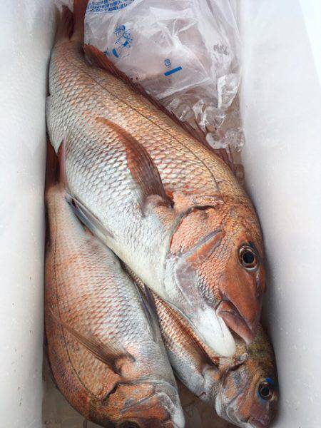 第二八坂丸 釣果