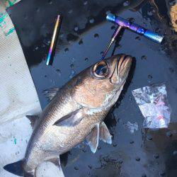 ＴＡＲＯＭＡＲＵ 釣果