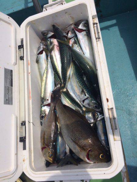 丸万釣船 釣果