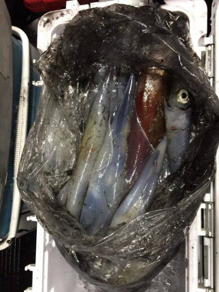 第二龍勢丸 釣果