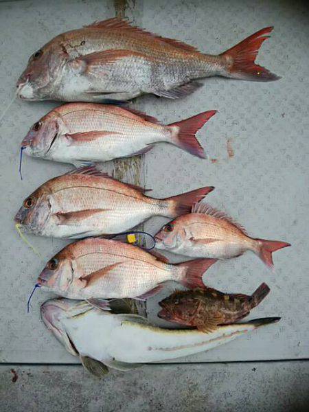 海季丸(みきまる) 釣果