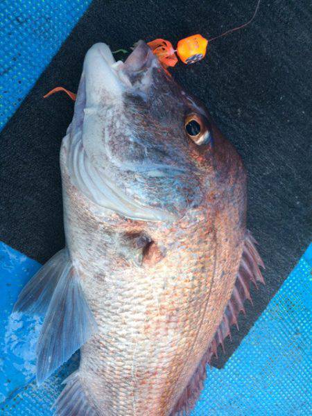 太平丸 釣果