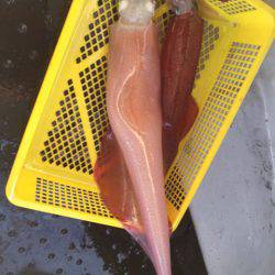 第二龍勢丸 釣果