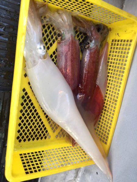 第二龍勢丸 釣果