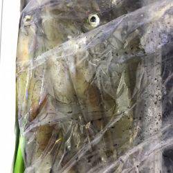 第二龍勢丸 釣果