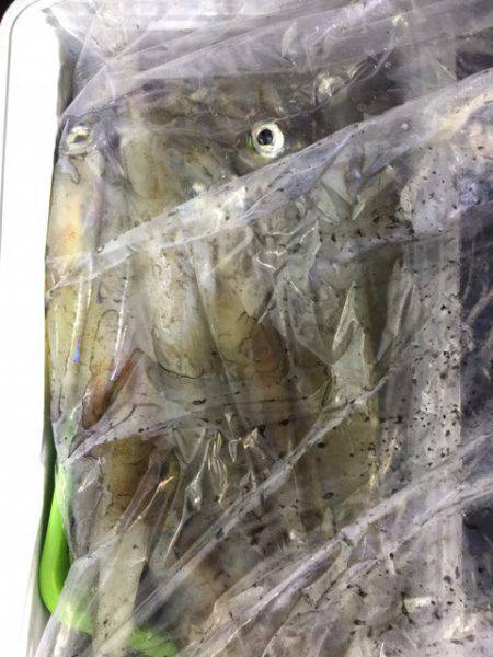 第二龍勢丸 釣果