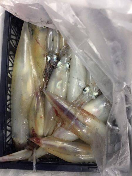 第二龍勢丸 釣果