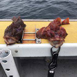 シーランチ 釣果