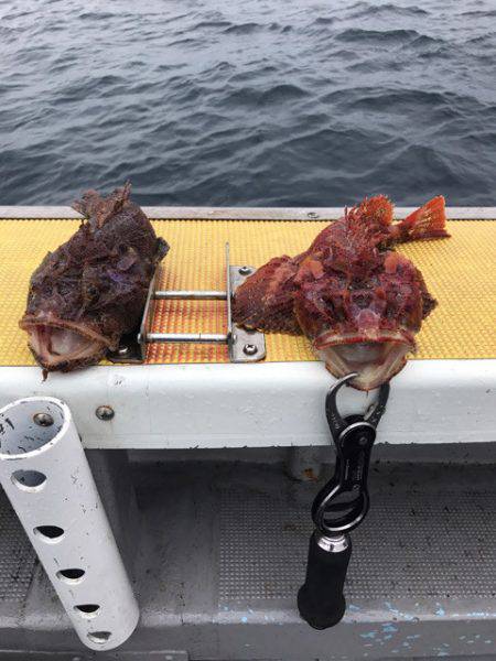 シーランチ 釣果