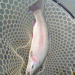 つりぼりあかし 釣果